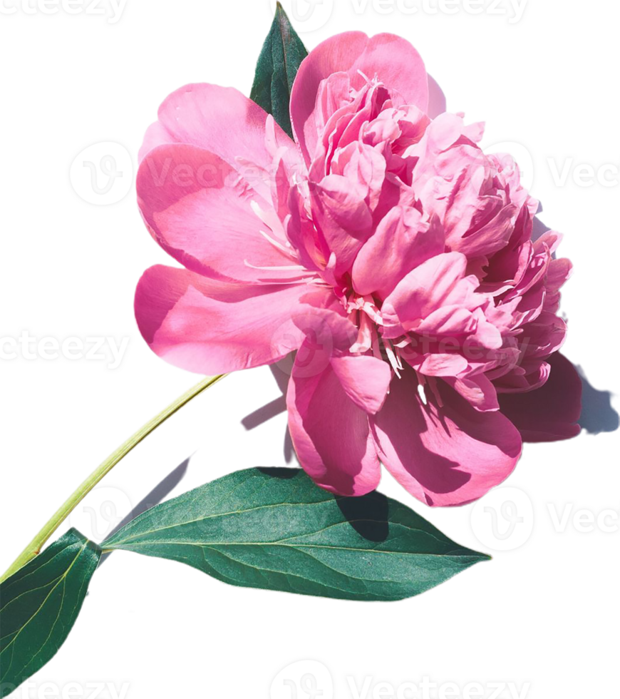 peony flower transparent background png