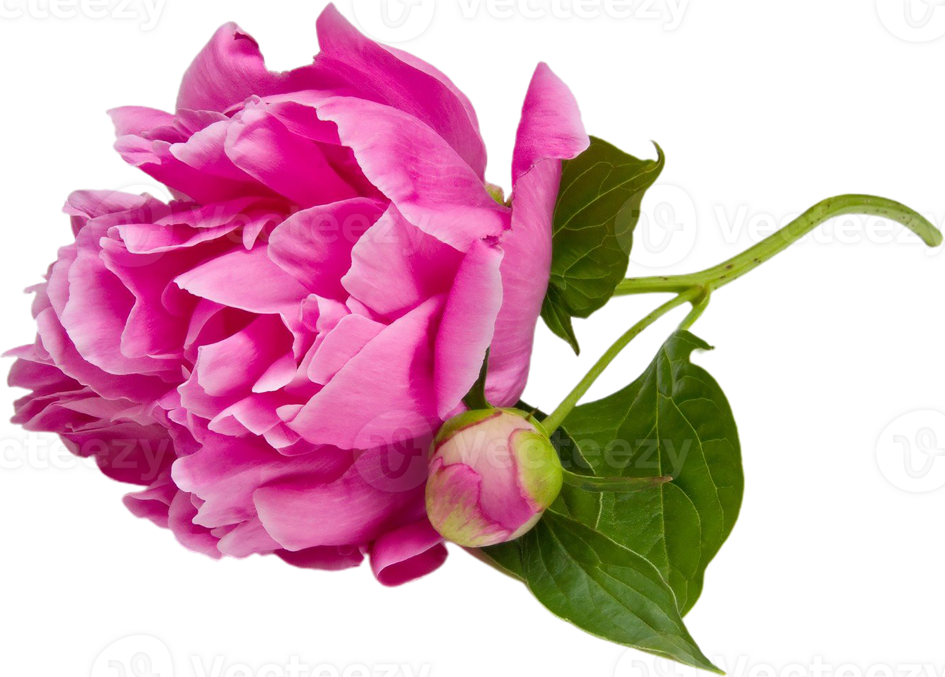peony flower transparent background png