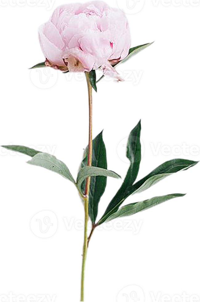 peony flower transparent background png