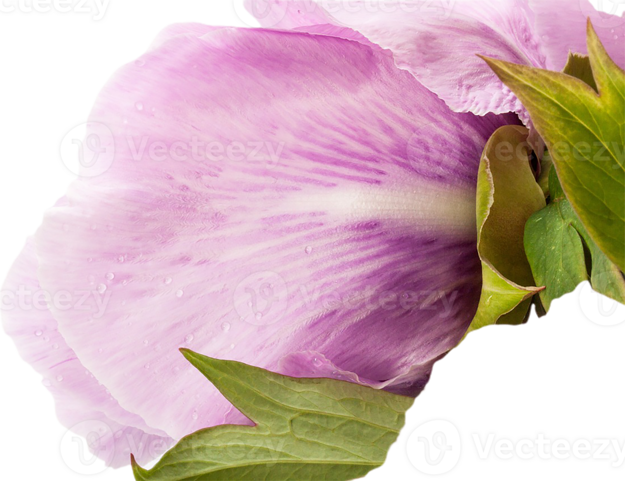 peony flower transparent background png