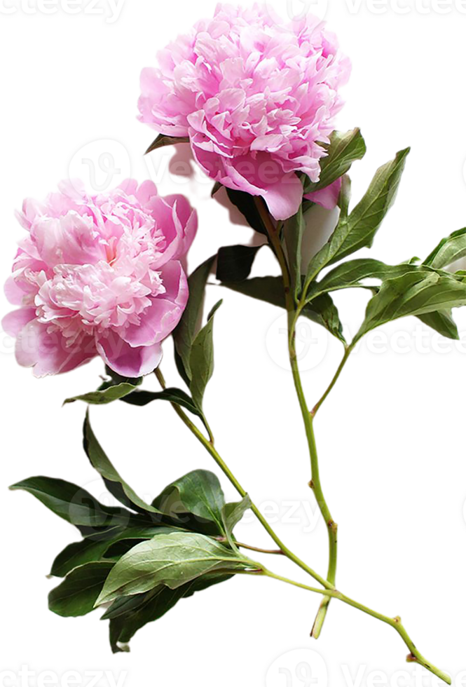 peony flower transparent background png