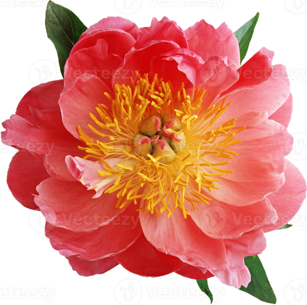 peony flower transparent background png