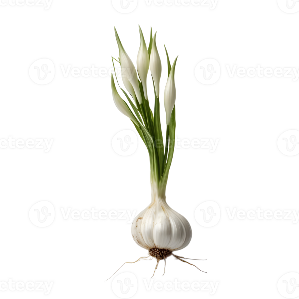 onion plant side view png