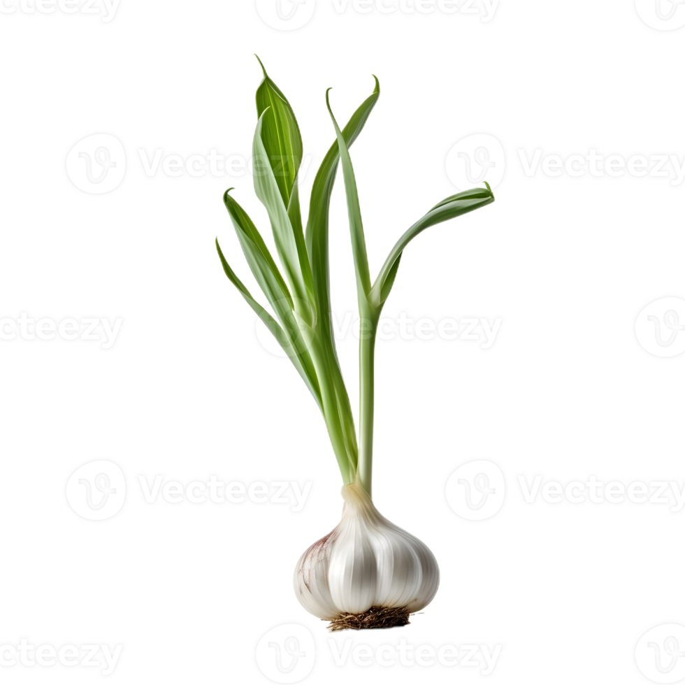 onion plant side view png
