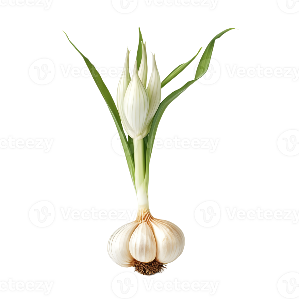 onion plant side view png