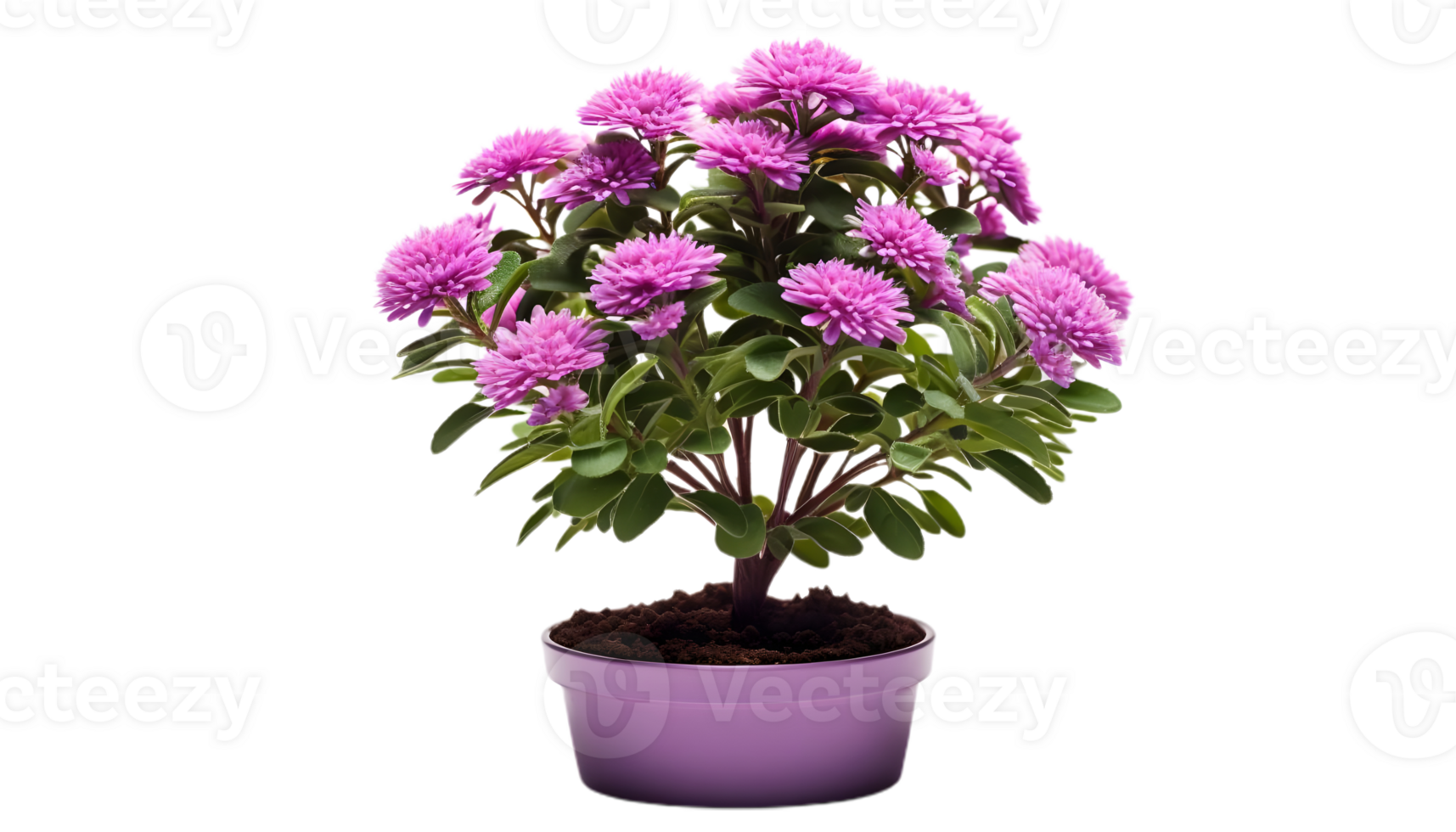 mini flower elevation front view isolated png
