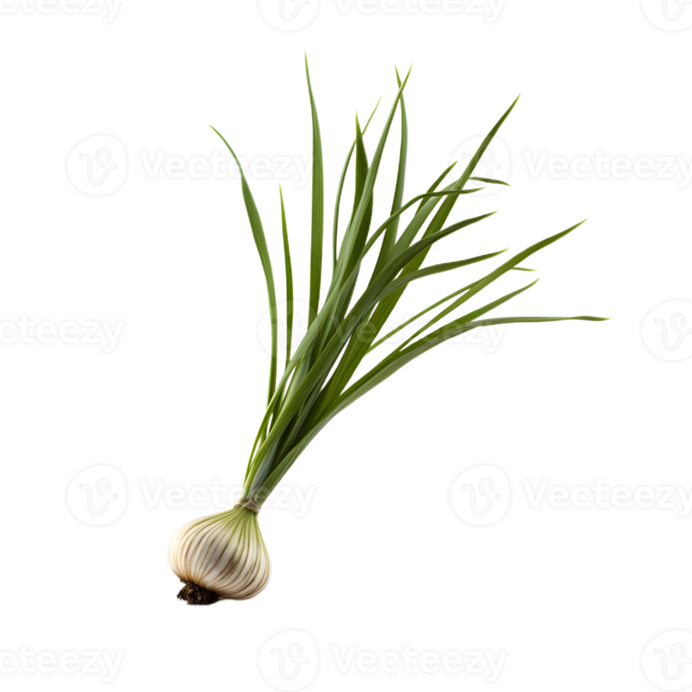 onion plant side view png