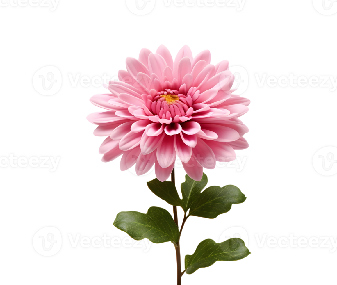 mini flower elevation front view isolated png
