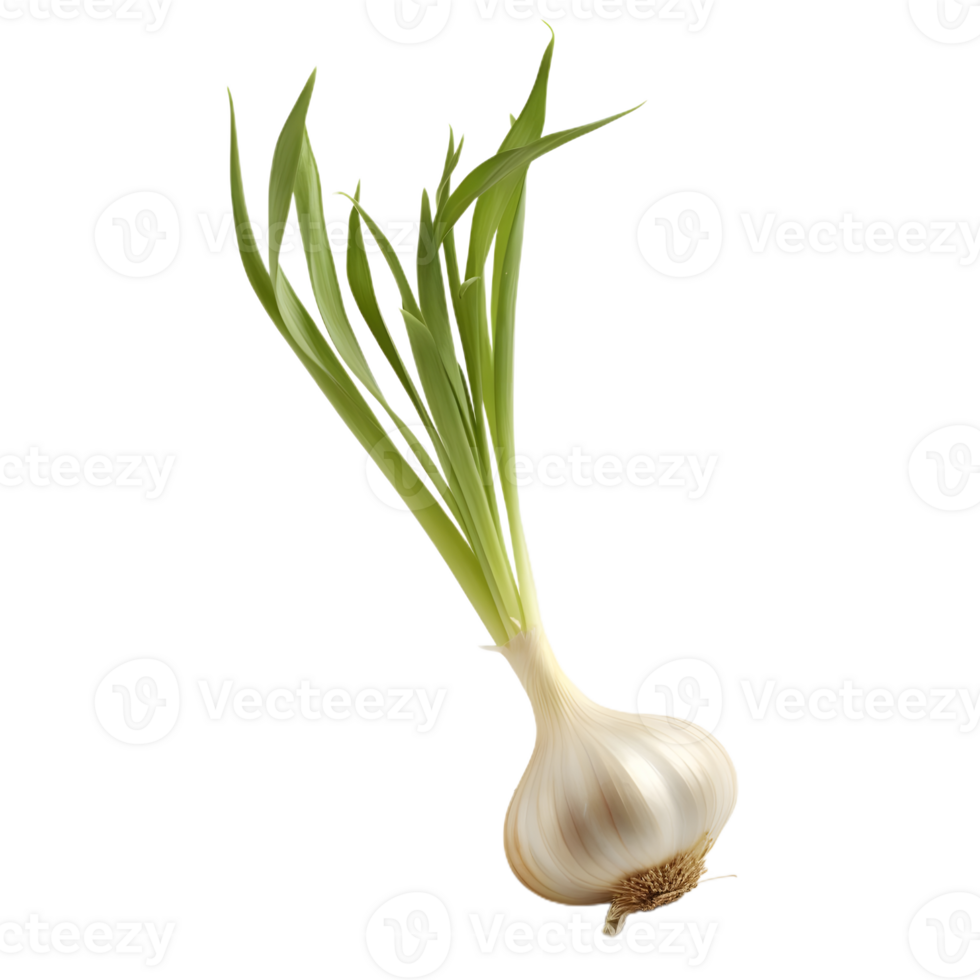 onion plant side view png