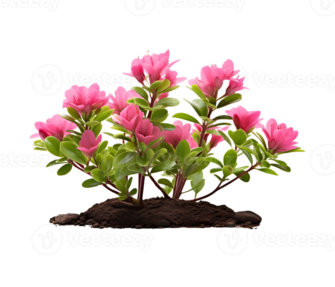 mini flower elevation front view isolated png
