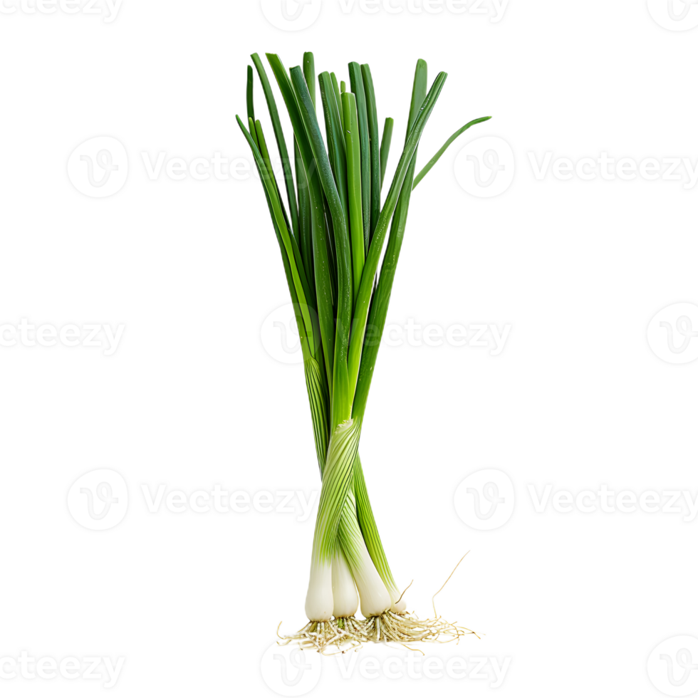 green onion transparent background png