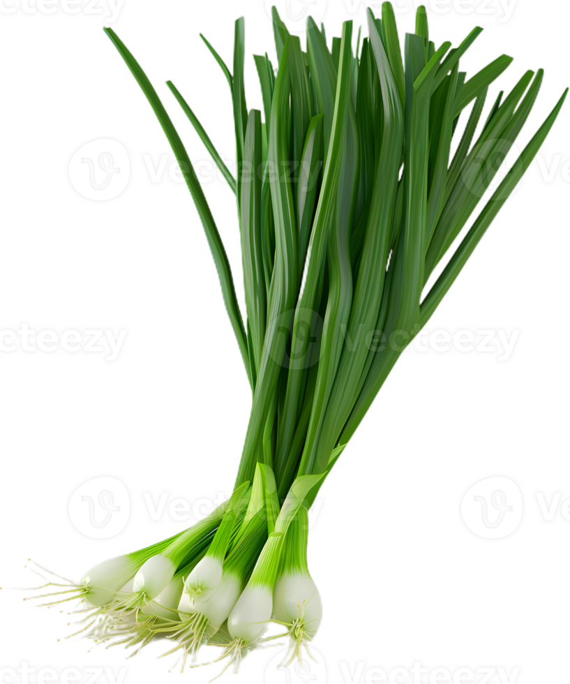 green onion transparent background png