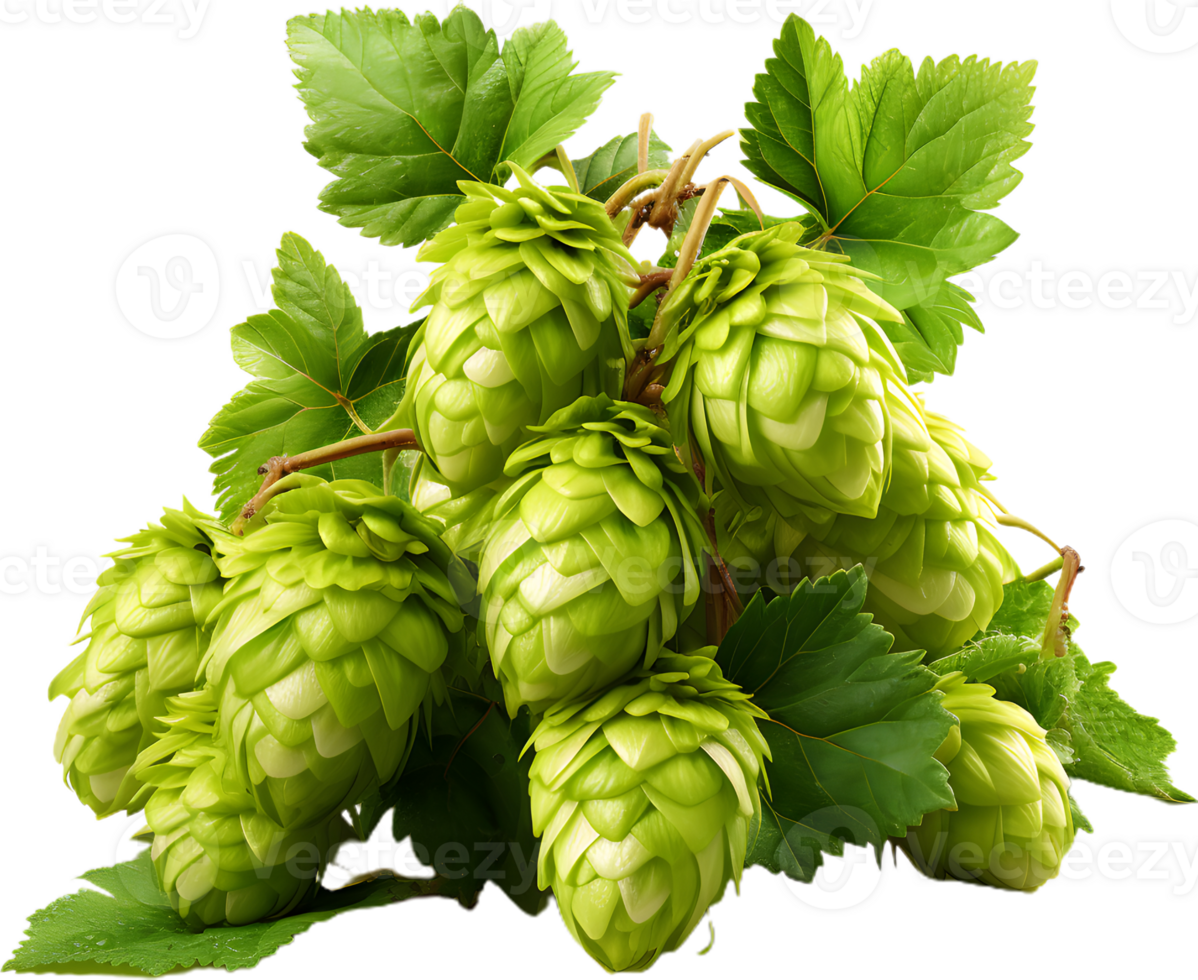Hops And Barley transparent background png