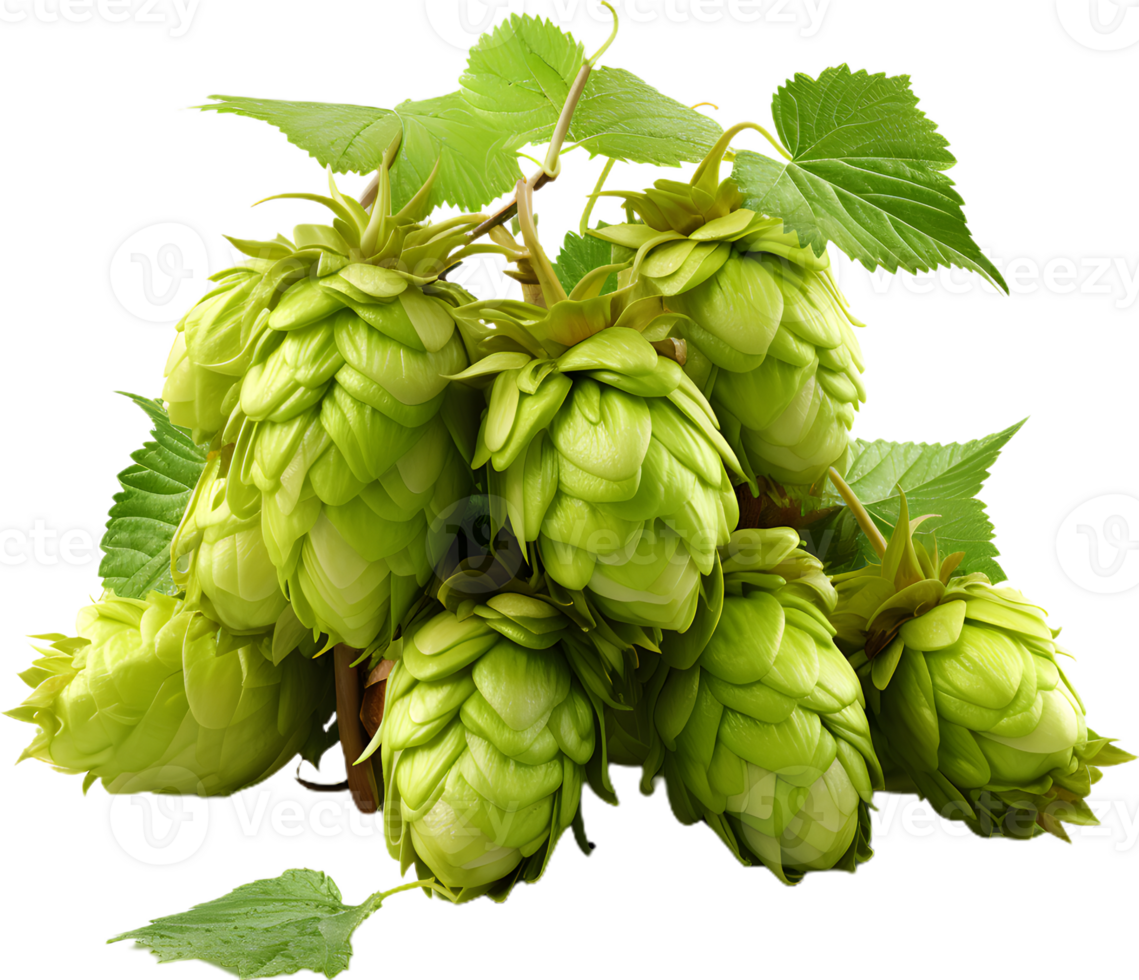 Hops And Barley transparent background png