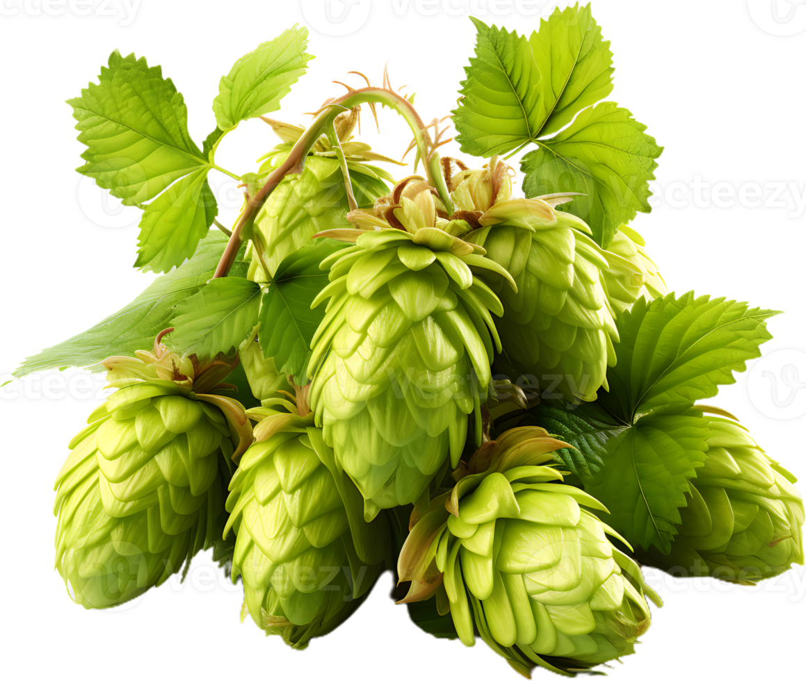 Hops And Barley transparent background png