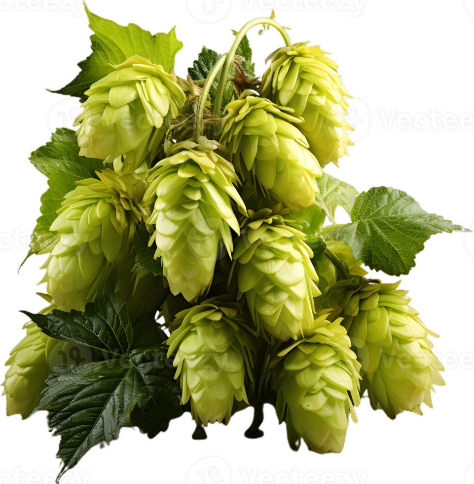 Hops And Barley transparent background png