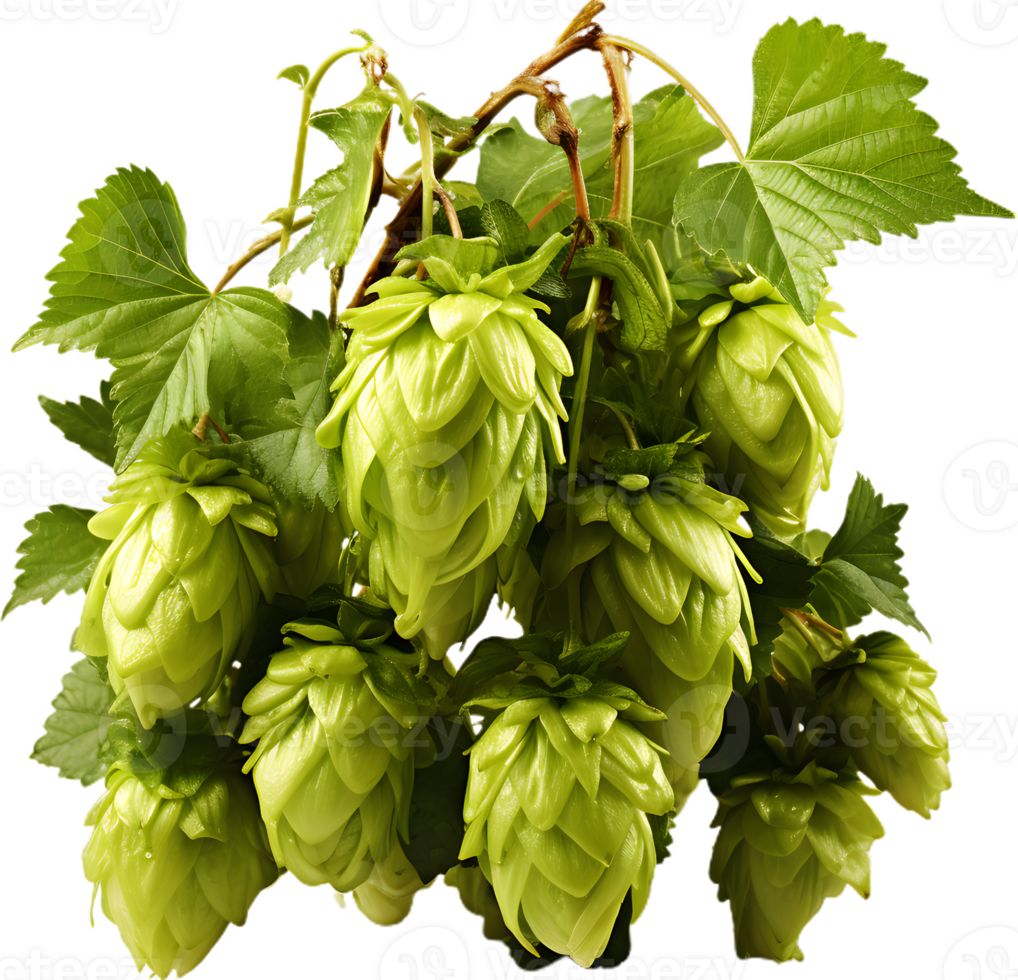 Hops And Barley transparent background png