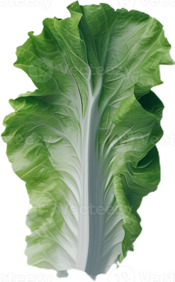 lettuce transparent background png