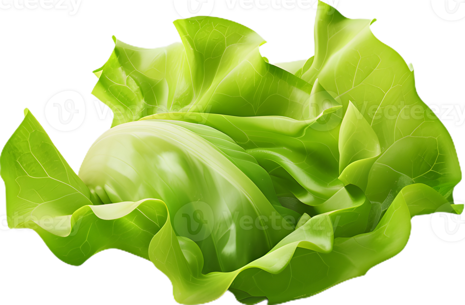lettuce transparent background png