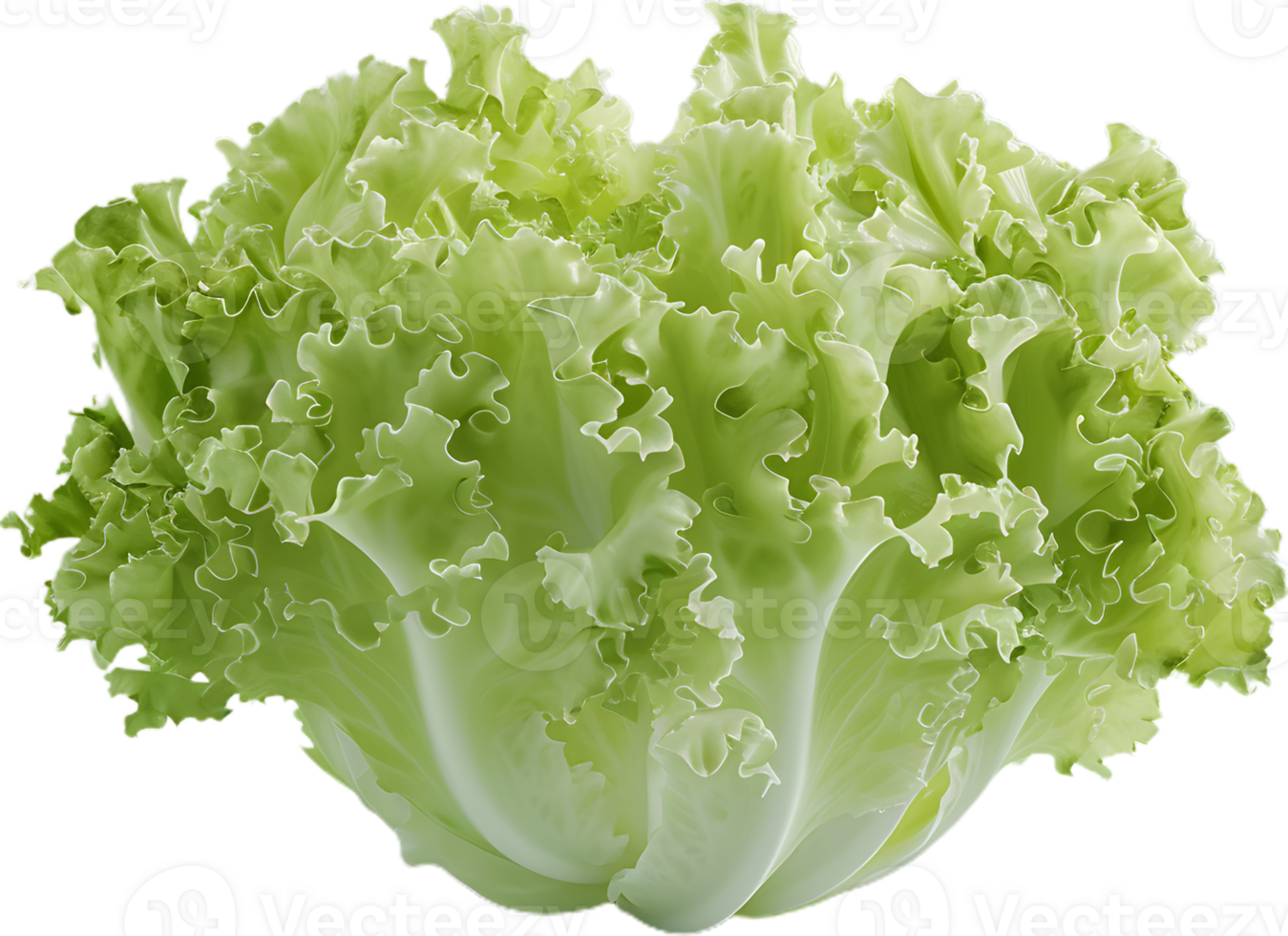 lettuce transparent background png