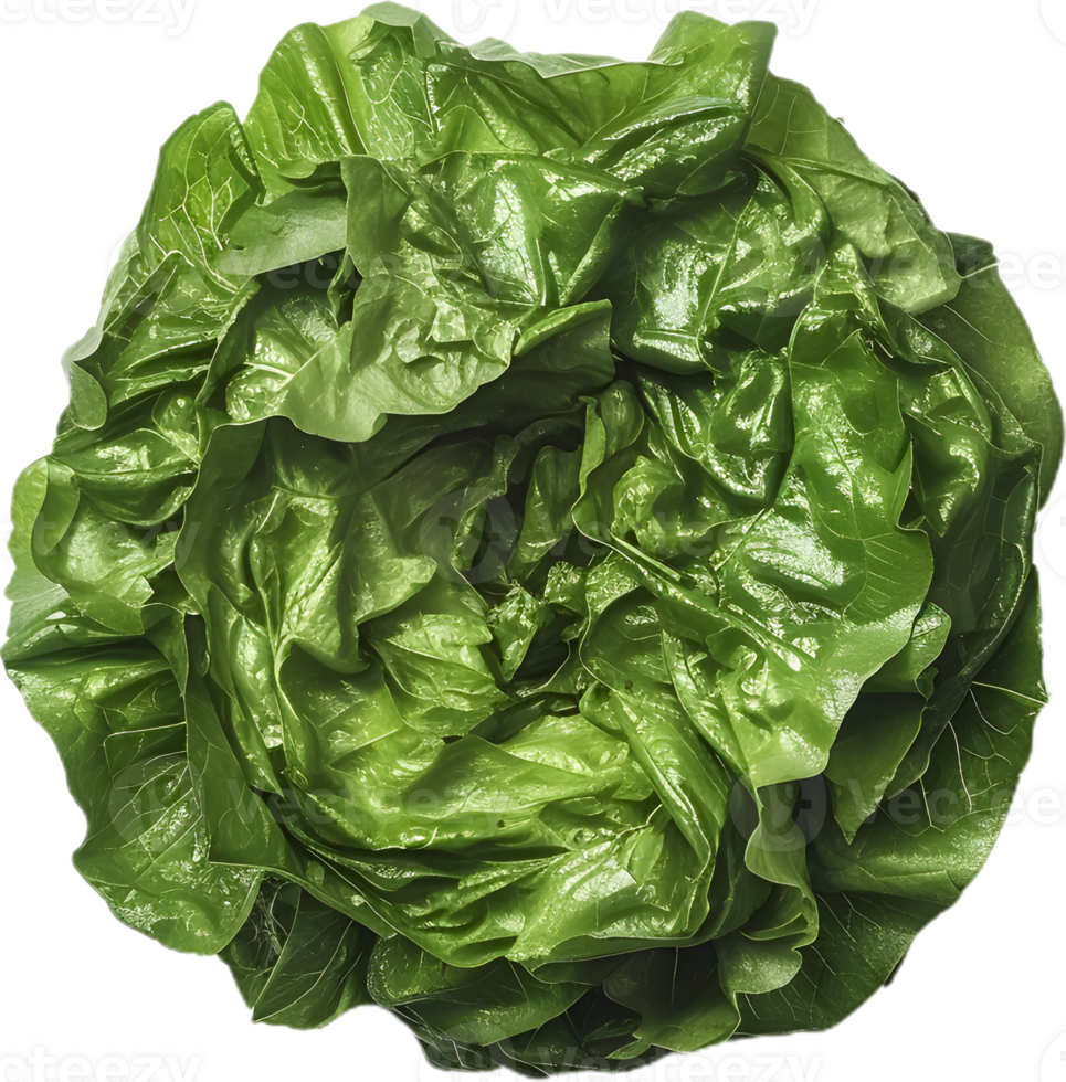 lettuce transparent background png