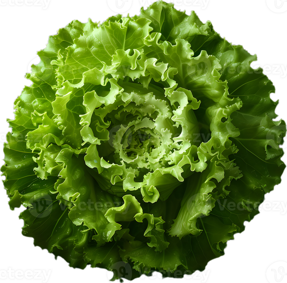 lettuce transparent background png
