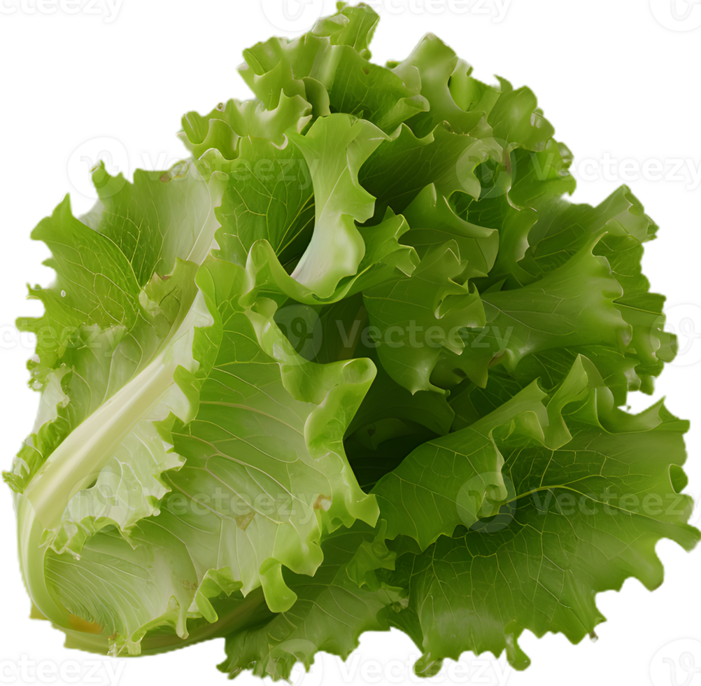 lettuce transparent background png