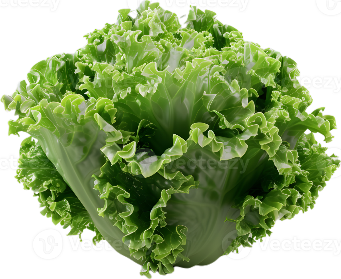 lettuce transparent background png