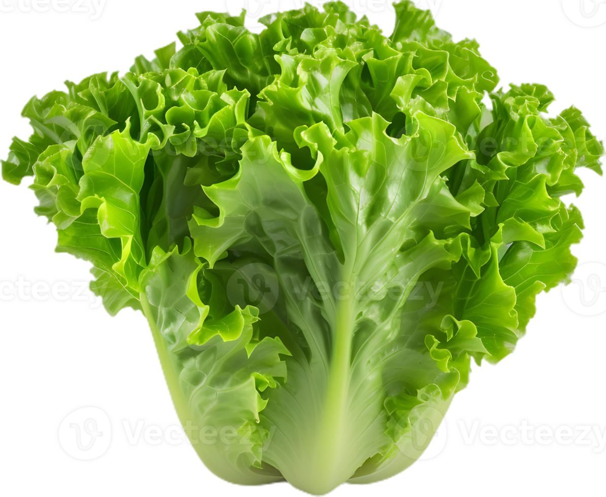 lettuce transparent background png