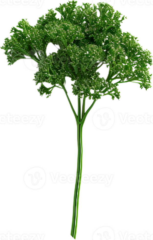paesley transparant achtergrond png