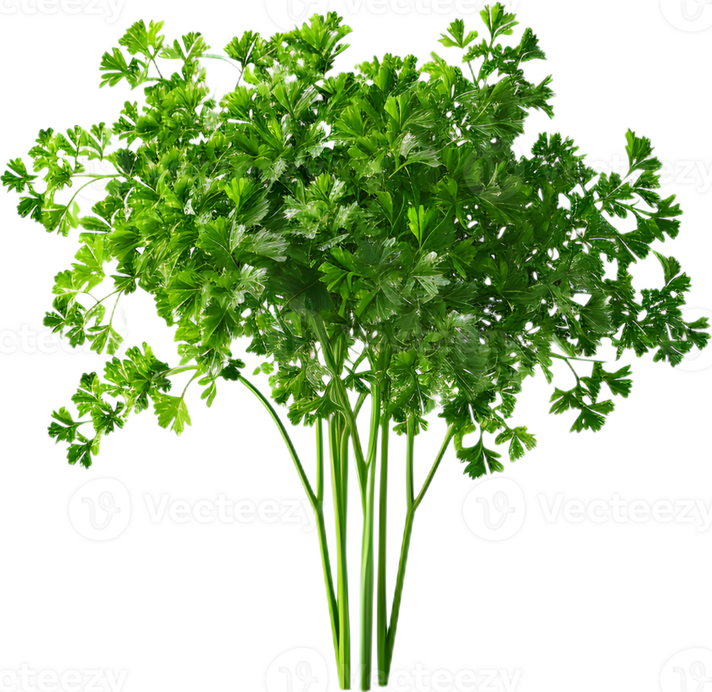 paesley transparent background png