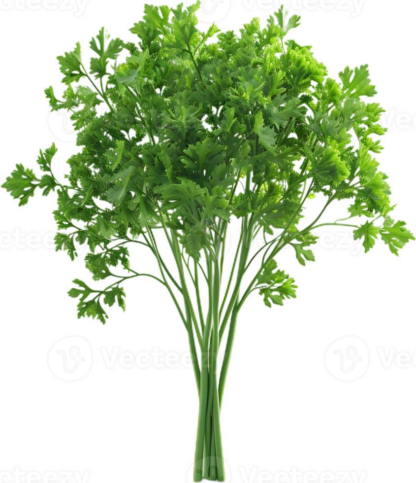 paesley transparent background png