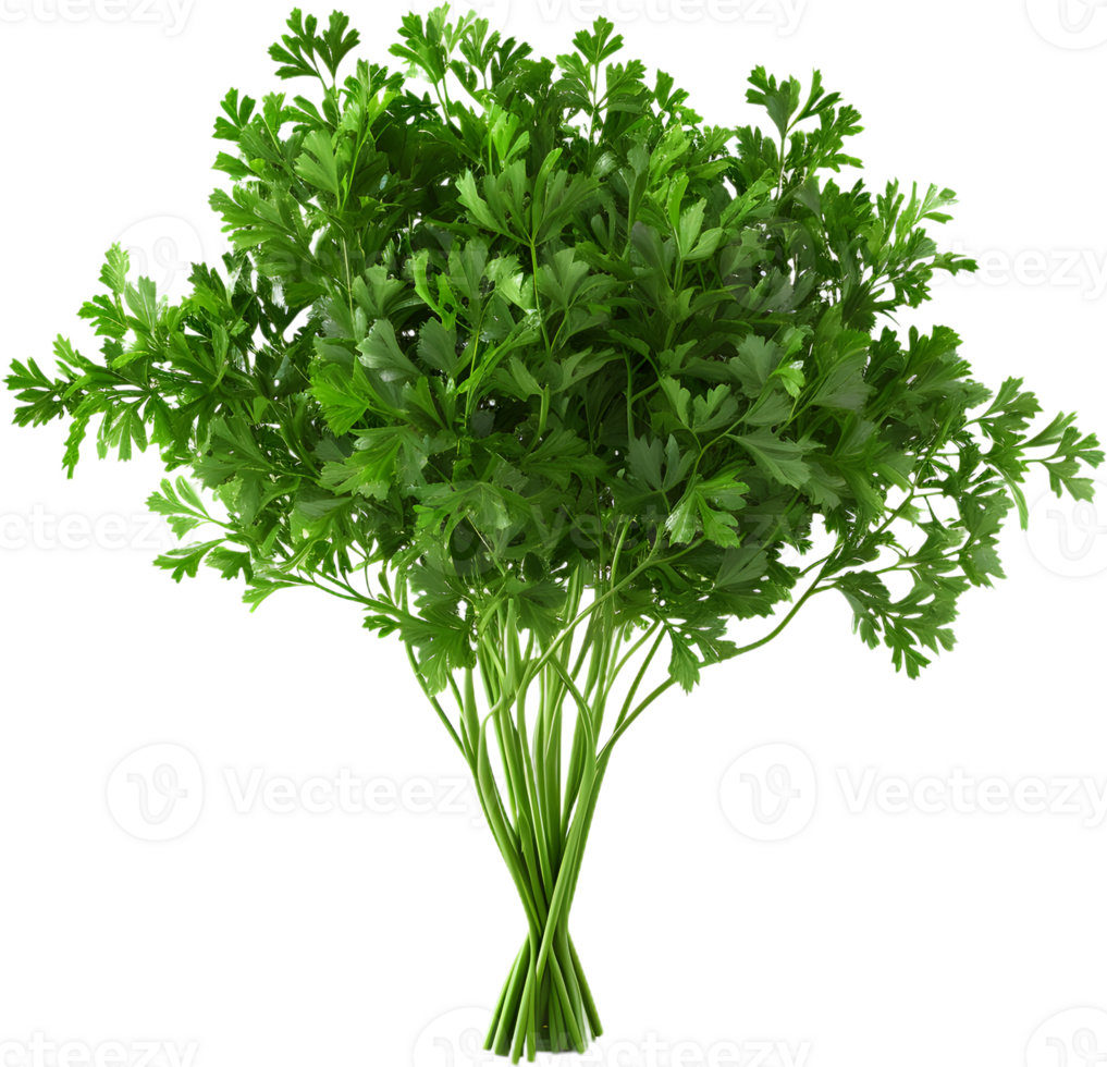 paesley transparent background png