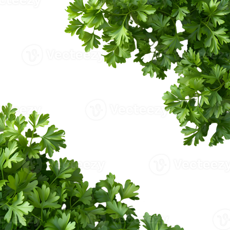 paesley transparent background png