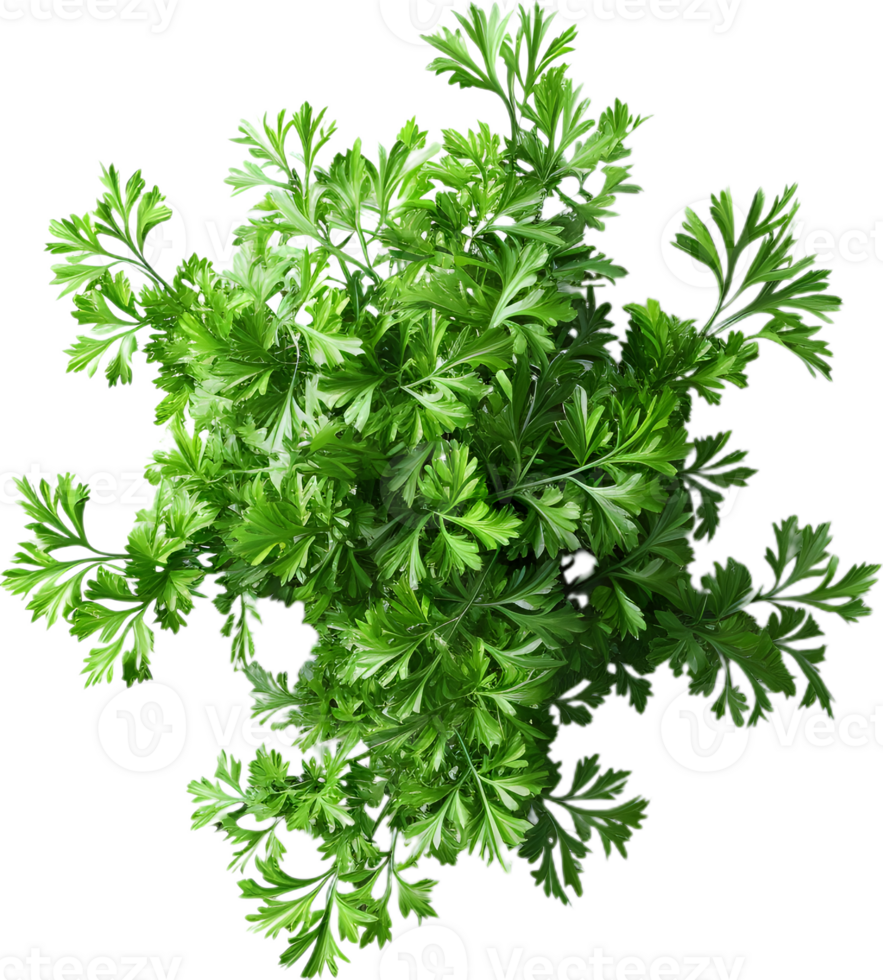 paesley transparent background png
