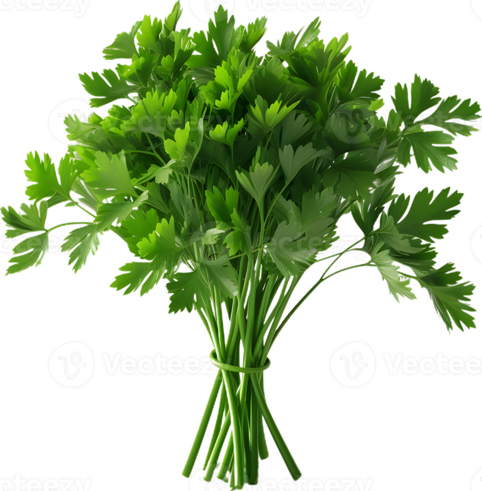 paesley transparent background png