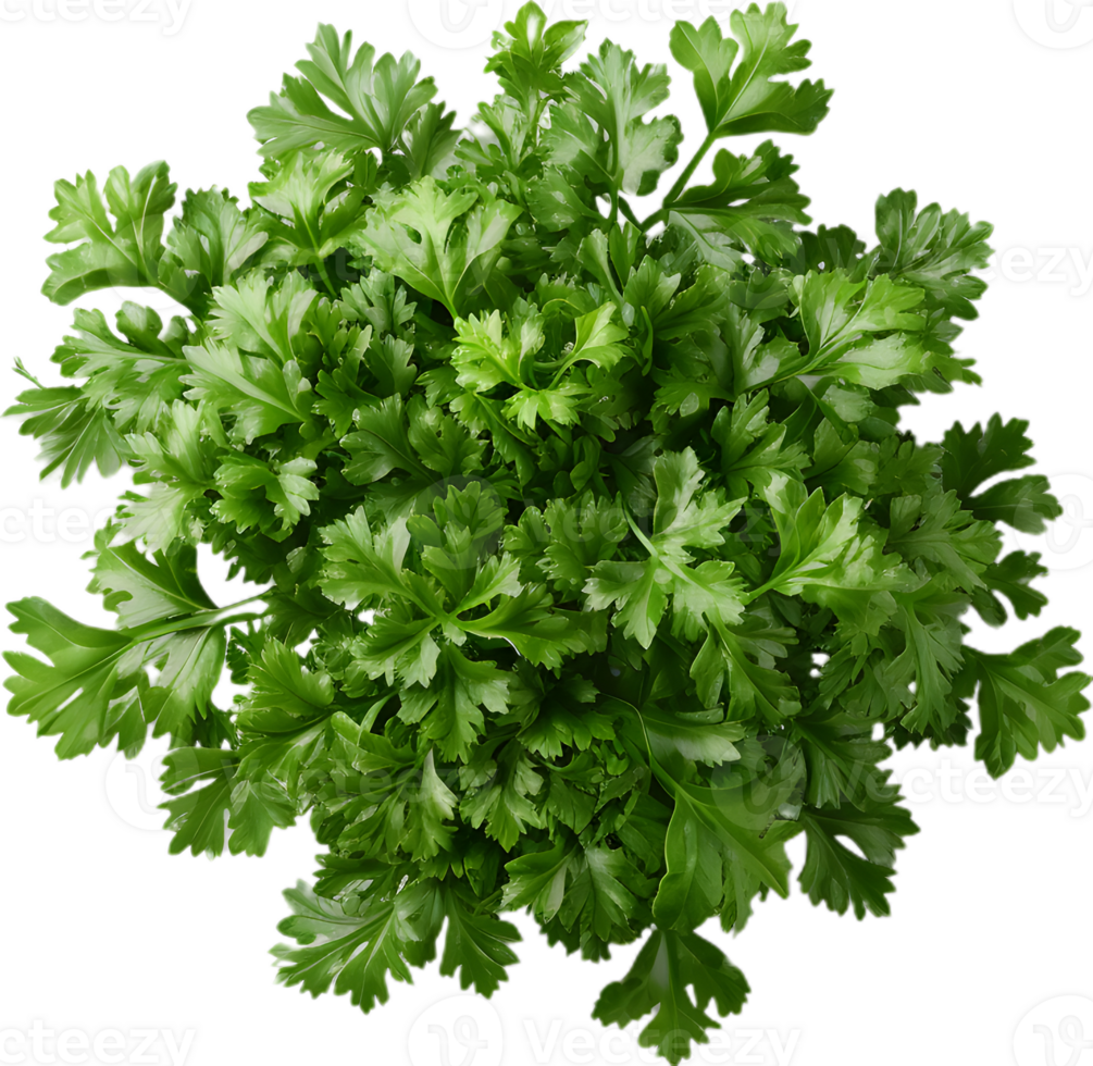 paesley transparent background png
