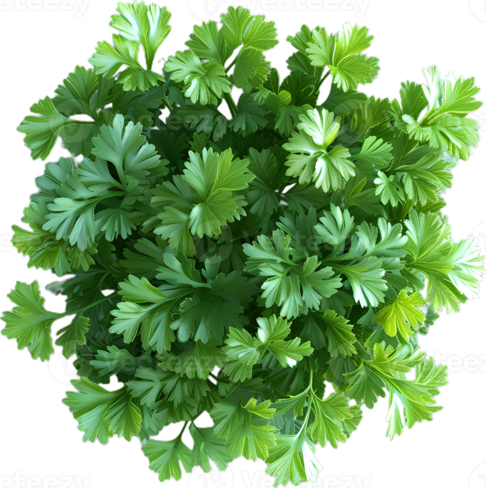 paesley transparent background png