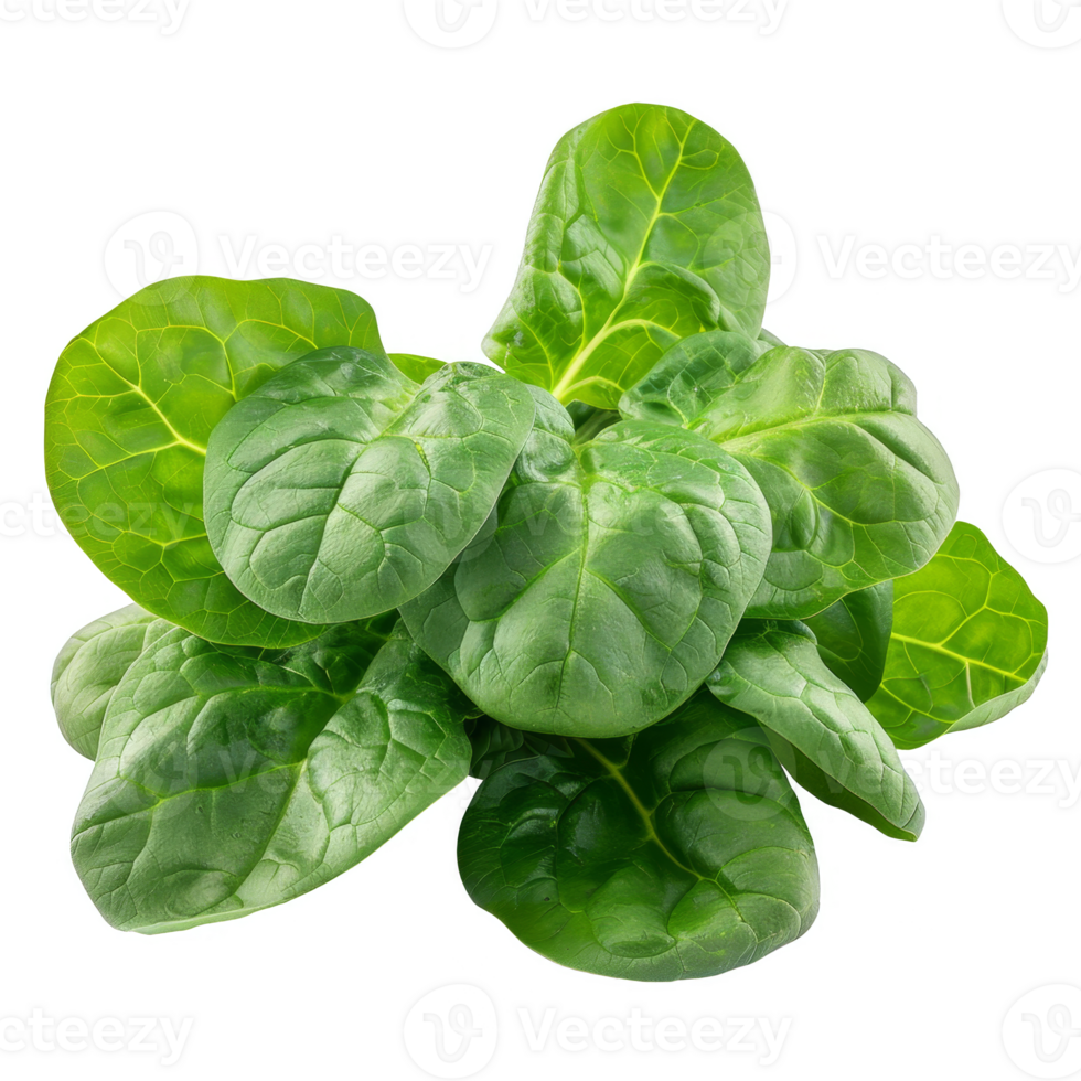 Spinach Isolated on a Transparent Background png