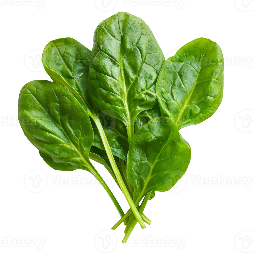 Spinach Isolated on a Transparent Background png