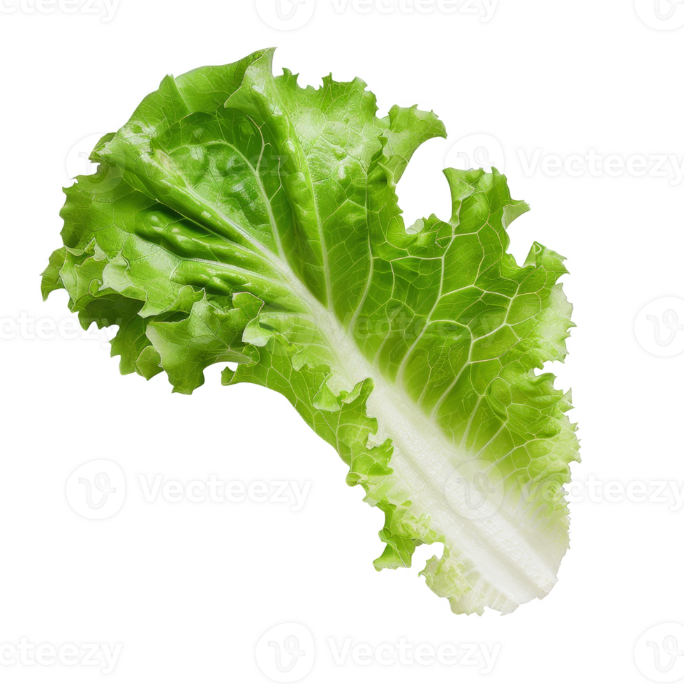 Lettuce Isolated on a Transparent Background png