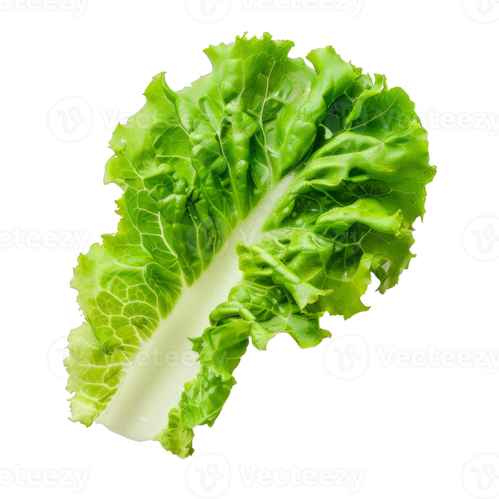 Lettuce Isolated on a Transparent Background png
