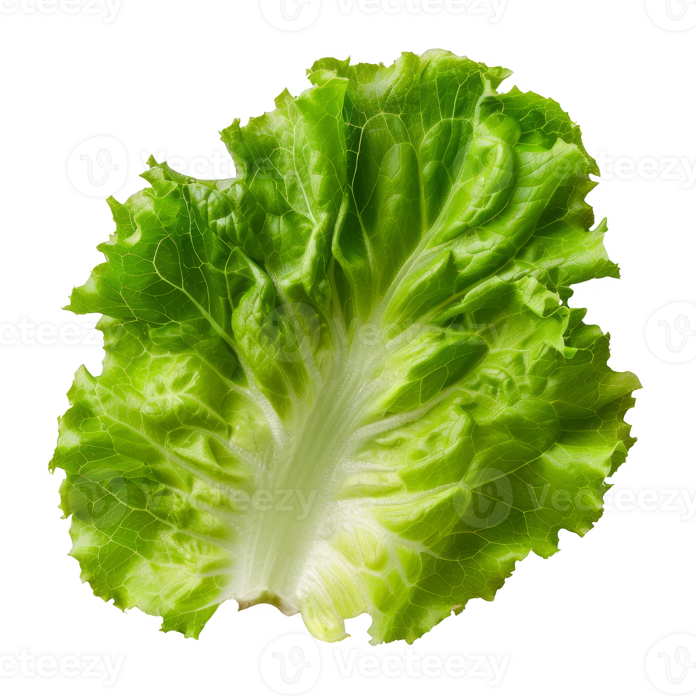 Lettuce Isolated on a Transparent Background png