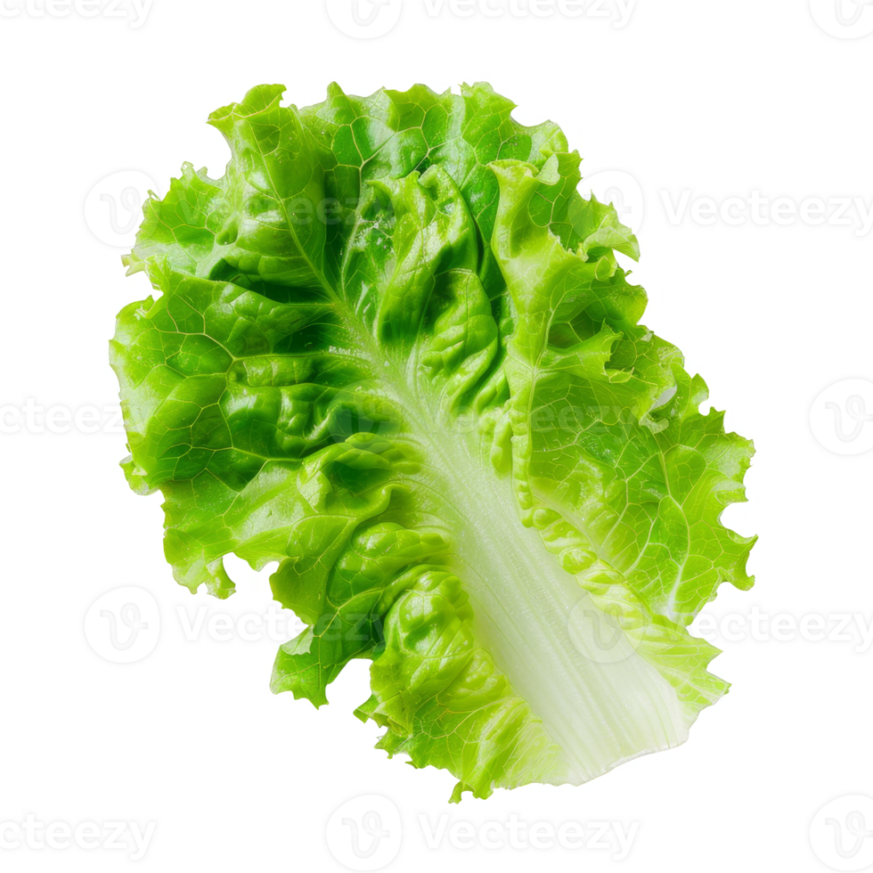 Lettuce Isolated on a Transparent Background png