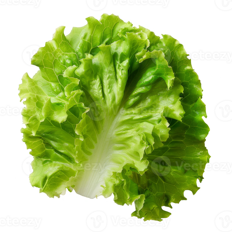 Lettuce Isolated on a Transparent Background png