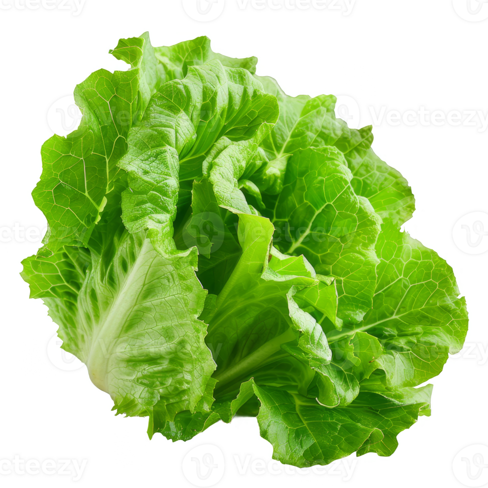 Lettuce Isolated on a Transparent Background png