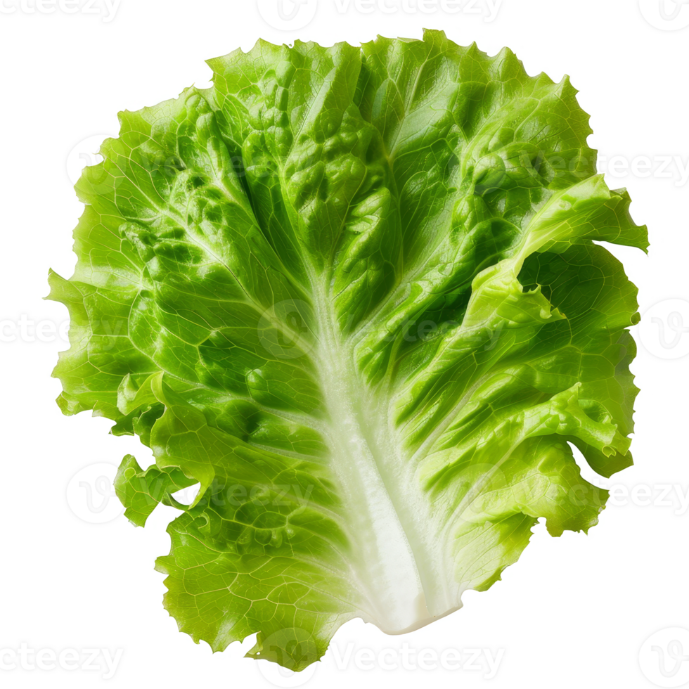 Lettuce Isolated on a Transparent Background png
