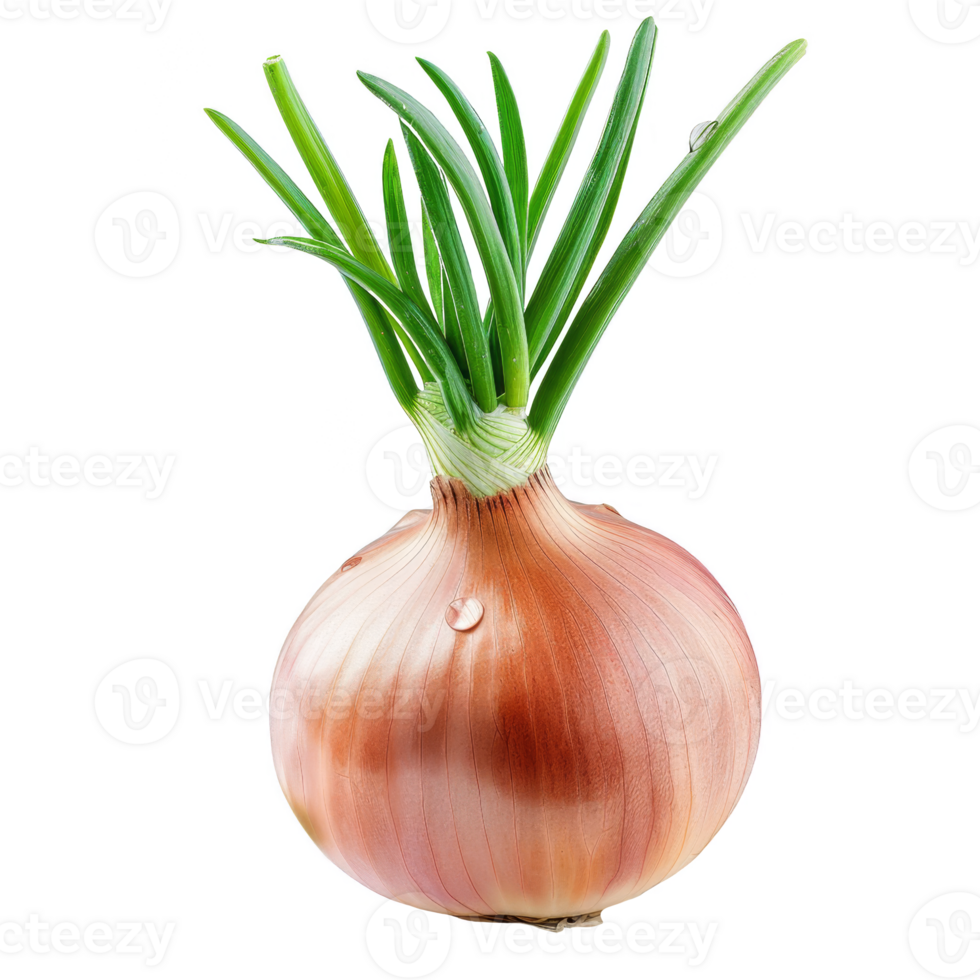 oignon isolé sur une transparent Contexte png