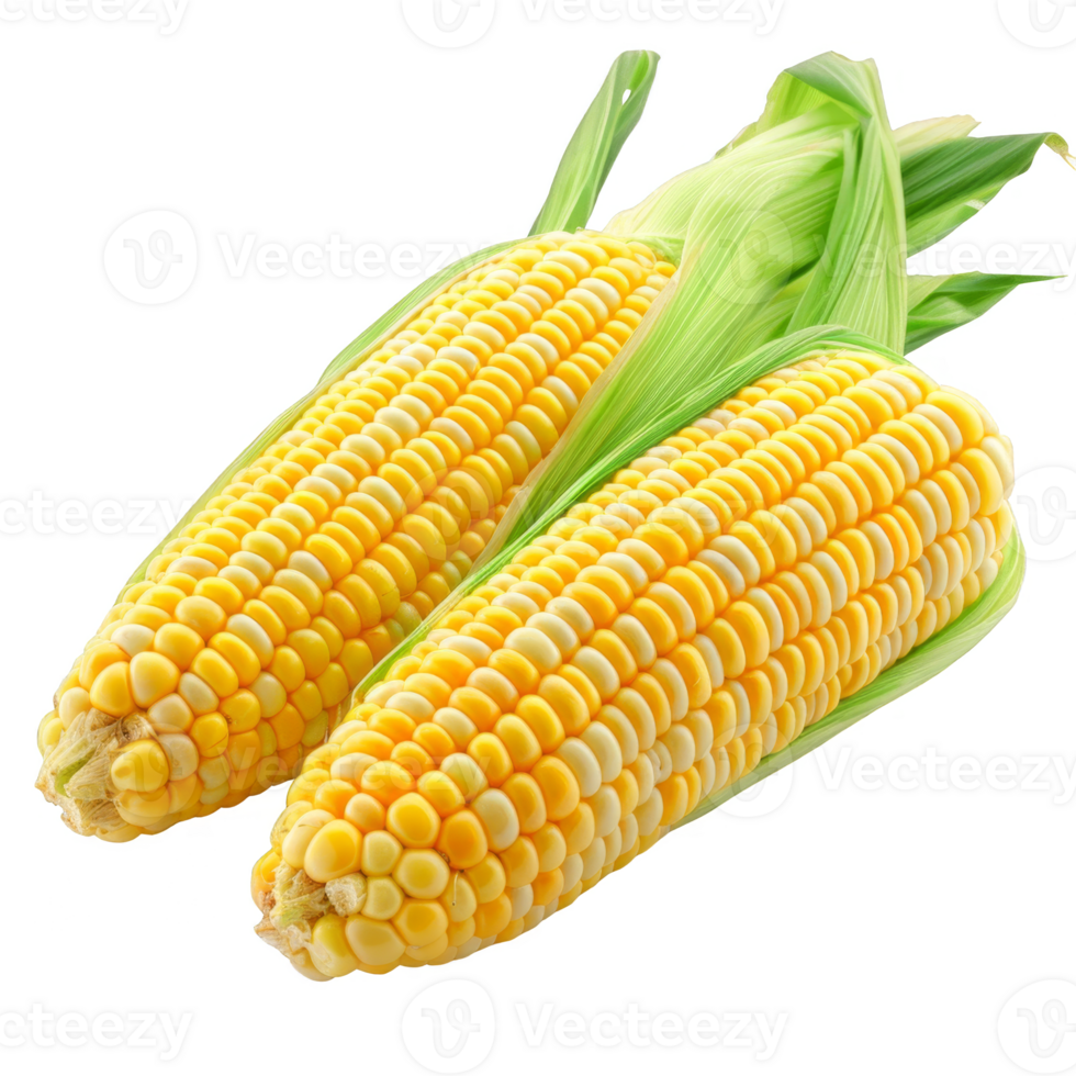 Corn Isolated on a Transparent Background png