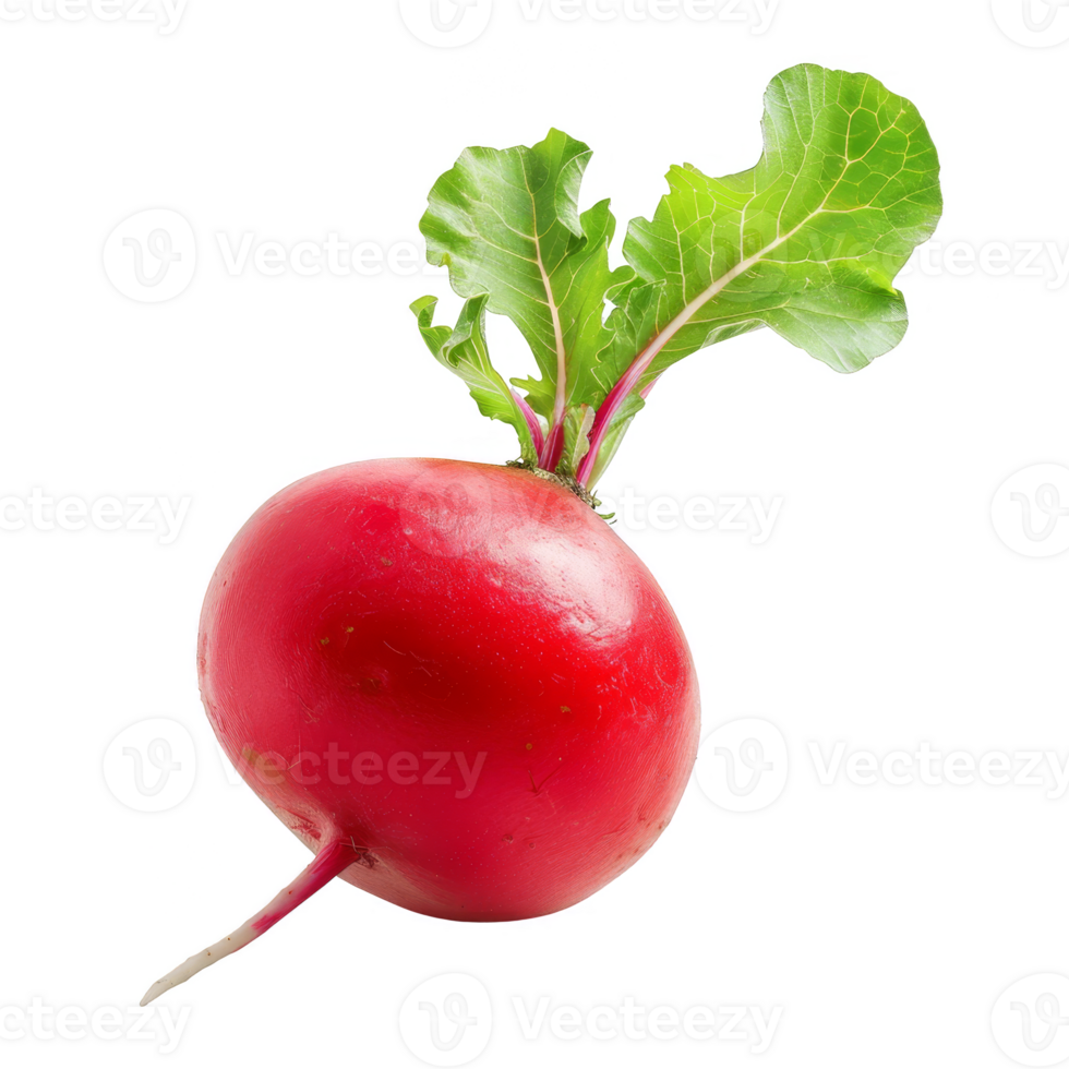 Radish Isolated on a Transparent Background png
